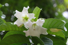 Beaumontia grandiflora